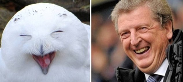 Những cư dân mạng tinh nghịch đã đăng tải bộ ảnh về khuôn mặt HLV Roy Hodgson trông giống chim cú, bảo gồm cả khoảnh khắc khi ông cười.